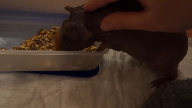 Перекус смотреть онлайн