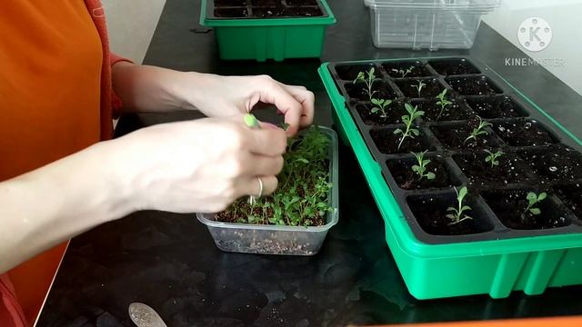 Лаванда пикировка и прищипывание