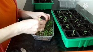 Лаванда пикировка и прищипывание