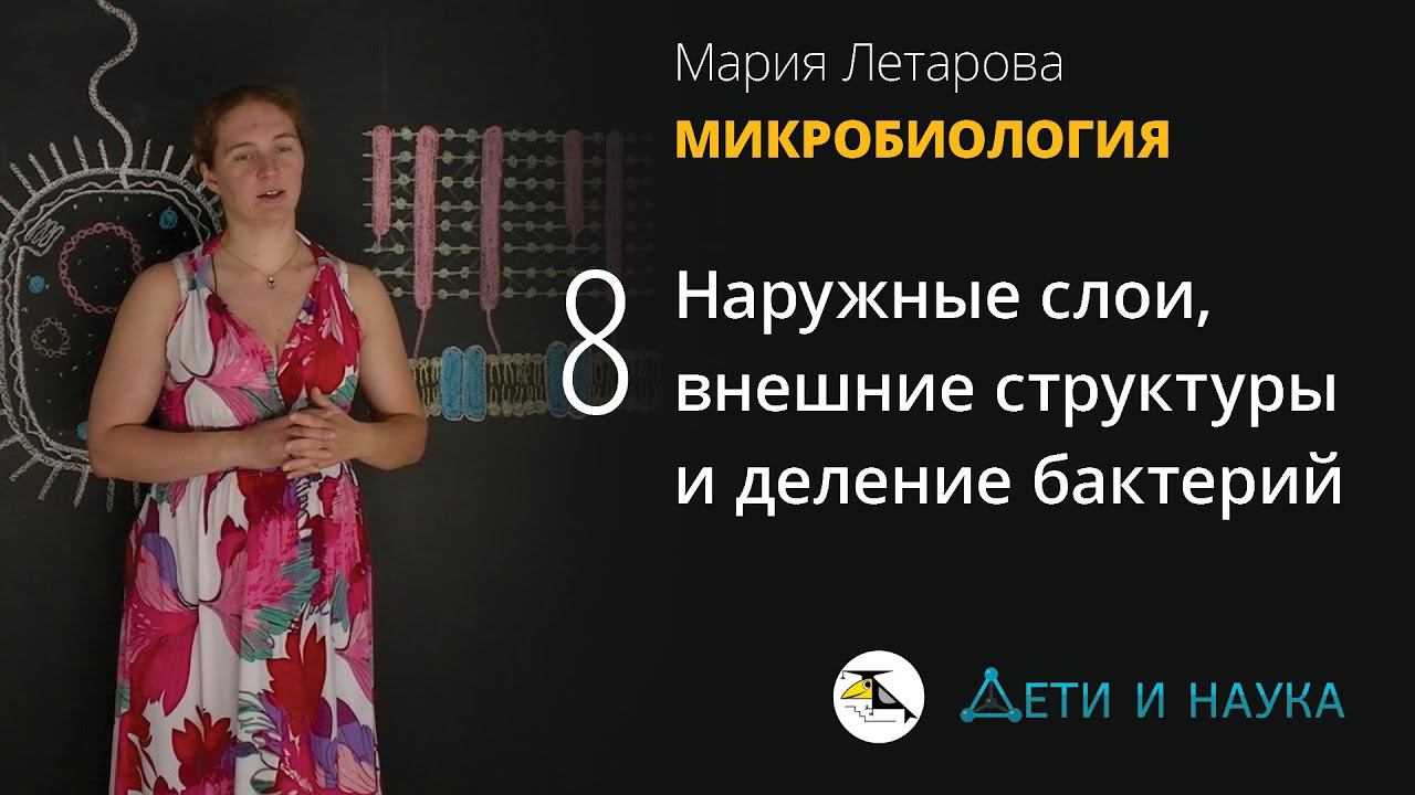 8. Наружные слои, внешние структуры и деление бактерий. Микробиология 10 - 11 класс смотреть онлайн