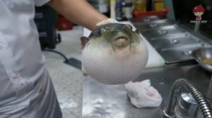 рыба фугу ест морковь! (полностью)