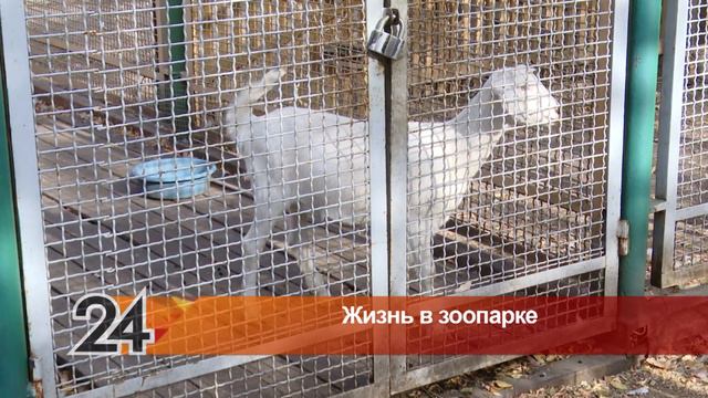Несколько питомцев альметьевского зоопарка дождались пополнения смотреть онлайн