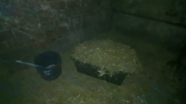 Прибавление в курятнике// черенькую калина бульденеж. смотреть онлайн