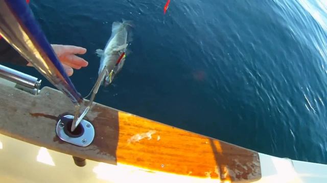 рыбалка в Норвегии треска,пикша,сайда смотреть онлайн