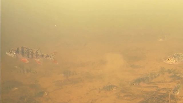 Окунь. Бутаковского залива. 19.03.2021 смотреть онлайн