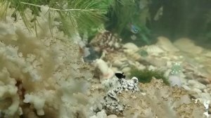 Аквариум. Мальки моллинезий в общем аквариуме.