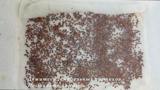 Микрозелень. Выращивание дома. Горчица. смотреть онлайн