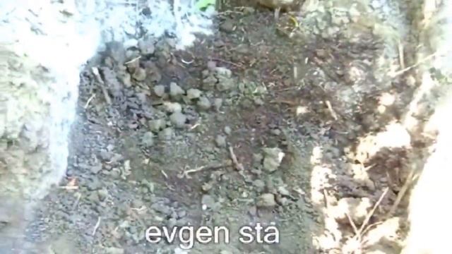 ВИНОГРАД в средней полосе. Яма для посадки смотреть онлайн