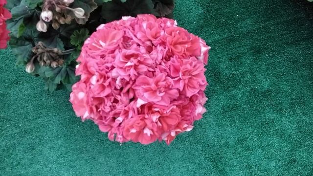 #448.Пеларгония удивительной красоты! смотреть онлайн