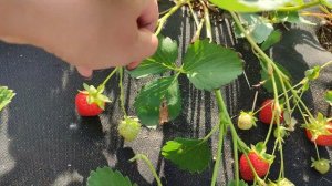 Клубника Хадемар - сорт нейтрального светового дня. Сибирь. #Хадемар