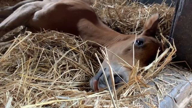 Akhalteke Hasegawa Farm July 2020 смотреть онлайн