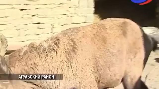 В Дагестане фермер спас и приручил дикого тура смотреть онлайн