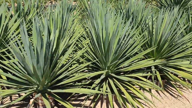 BestpalmTV. Plantacja oferta. Dracena draco, egzotyczny gigant. Ciekawa roślina do pomieszczeń смотреть онлайн