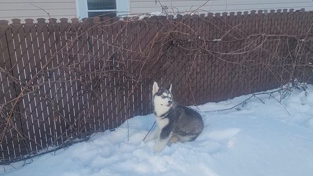 Хаски радуется снегу. Очень позитивное видео / Husky Enjoys The Snow.  Very Positive Video