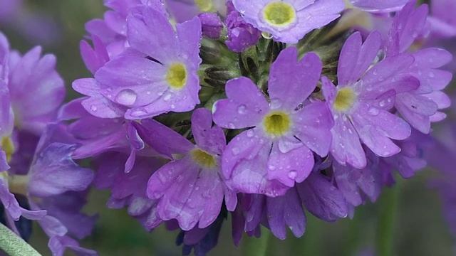 Чтобы вашу квартиру или дачу не ограбили. смотреть онлайн