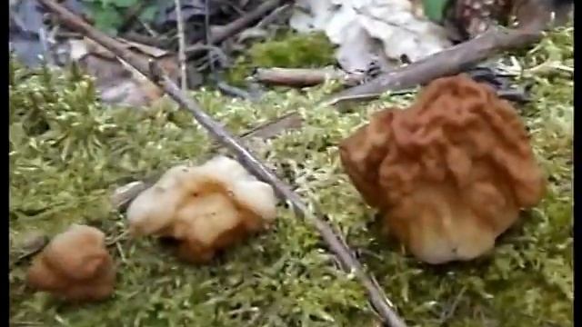 Грибы Строчки и лопастники оранжевые нашли в березняке смотреть онлайн