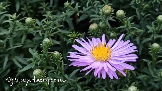 Три дела которые нужно сделать ДО ТРОИЦЫ 4 июня. Троица 2023 год Троицкая Суббота. Молитва на Троиц смотреть онлайн