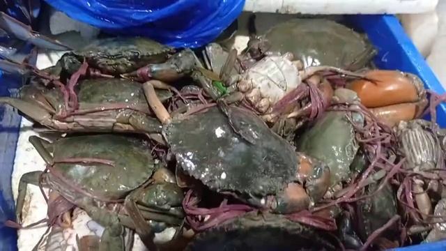 Water front Market in Dubai || WaterFront Market || Deira,Dubai || Fish,meat,vegetables,Fruits смотреть онлайн