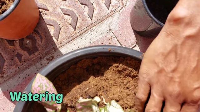 Polka dot plant care || leaf curl problem solution || care tips 🥰 смотреть онлайн