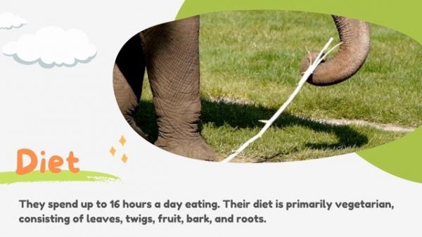 Fun facts for Children: Elephants can swim but can't jump!