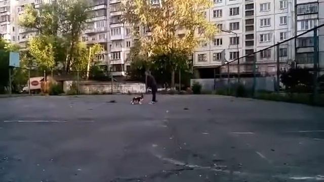 Есения Роял Спаниель - 3 года.