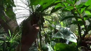 Циперусы моей коллекции