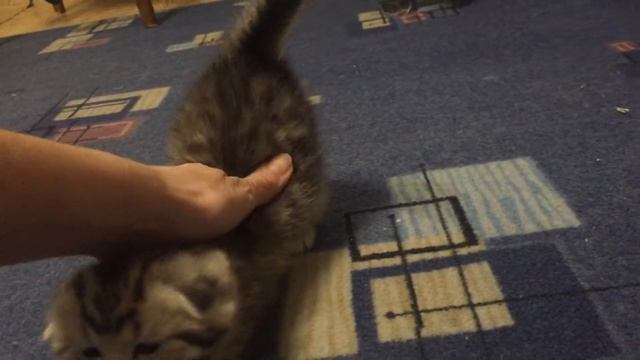 Котятам 1 месяц. Котята кушать не хотят смотреть онлайн