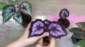 СОХНУТ КОНЧИКИ ЛИСТЬЕВ У БЕГОНИЙ/ЧТО ДЕЛАТЬ?