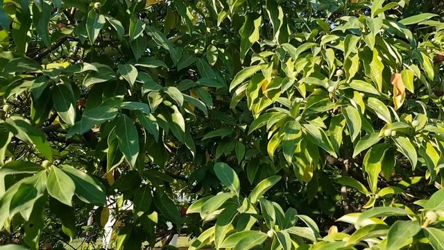 Земляничник | Жизнь в Адлере смотреть онлайн