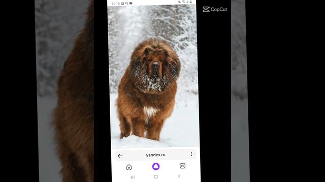 Эдит тибетский мастиф