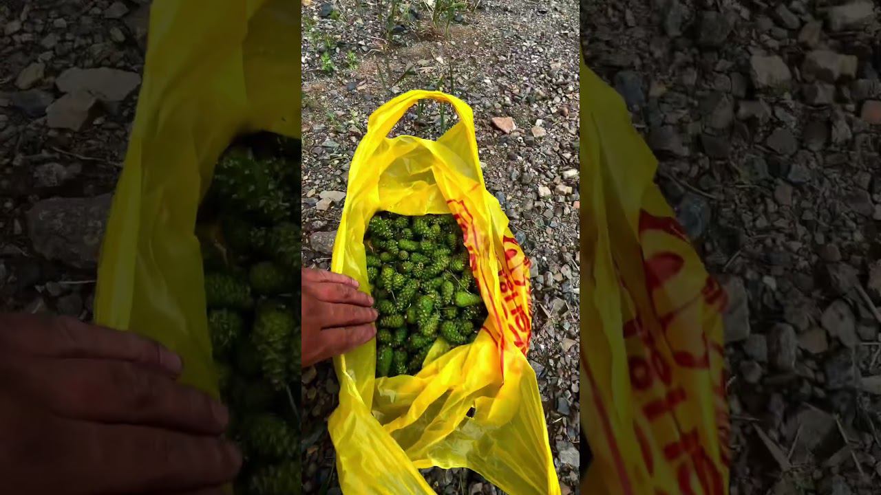 Деревенский мачо