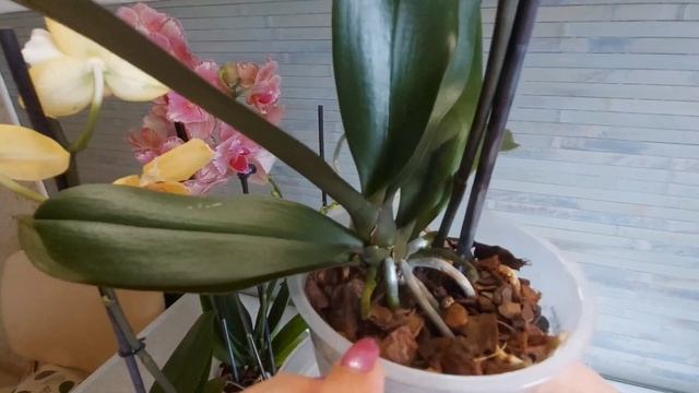 Орхоновости. Уход за новинкой, орхидея Лас-Вегас её цветоносы и корни, результаты пересадок смотреть онлайн
