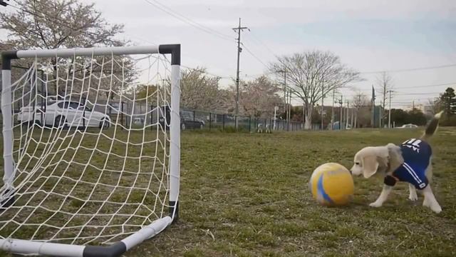 Тесты для детей Что лишнее Развивающее видео смотреть онлайн