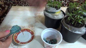 🌶️Посев Семян Перца в Улитку - удобно, практично и экономично.