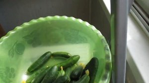 Собираем огурцы на балконе,прищипываем макушку