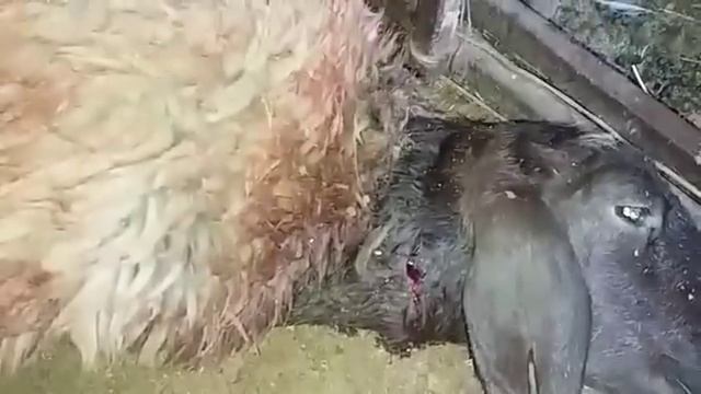 в Таразе смотреть онлайн