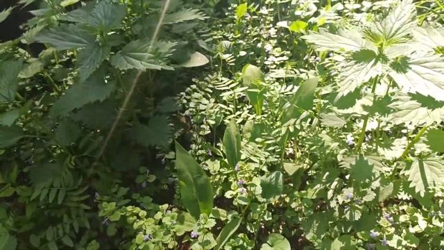 Бабочка Бражник молочайный смотреть онлайн