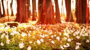 ФУТАЖ поляна цветов в лесу анимация