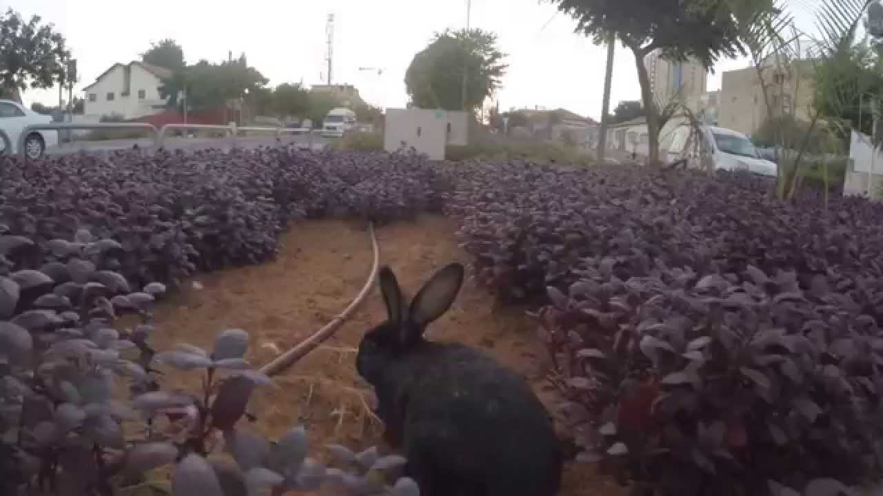 Зайца не видали???