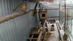 Содержание фазанов в домашних условиях.