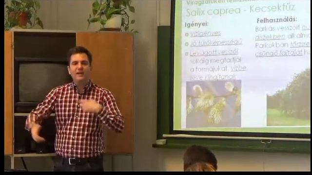 Salix caprea - Kecskefűz / barkafűz смотреть онлайн