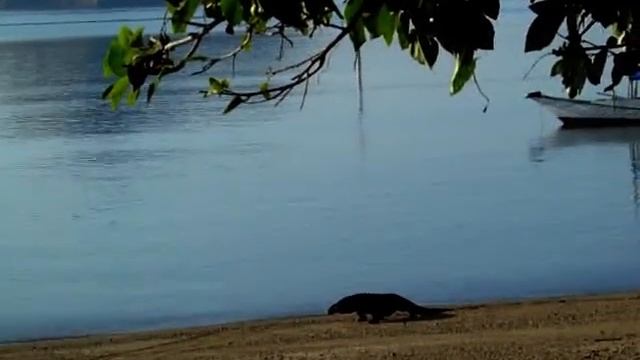 Вараны с острова Комода (Komodo dragon) (Индонезия) смотреть онлайн