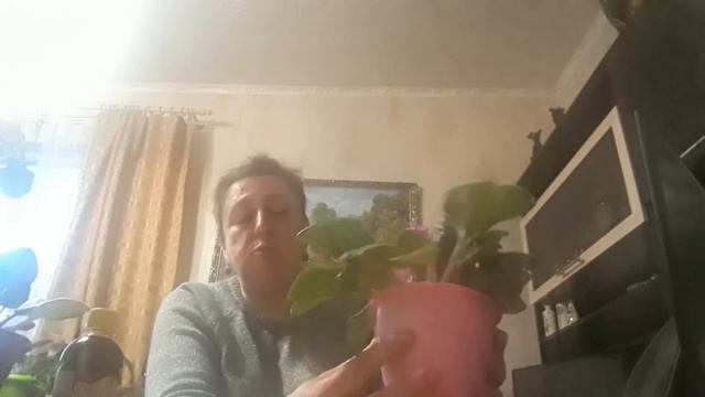 Видео - урок для начинающих цветоводов. смотреть онлайн