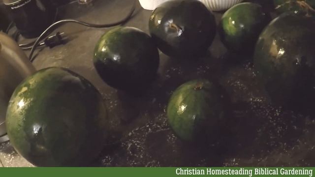 Growing watermelons in cold climate смотреть онлайн