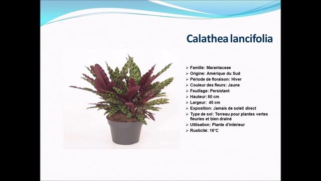Fiche Technique: Calathea Lancifolia: Plante D'intérieur