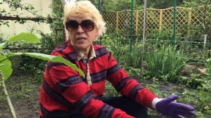 БРУГМАНСИЯ//Мой многолетний опыт размножения черенками, посадки, пересадки и сохранения зимой.