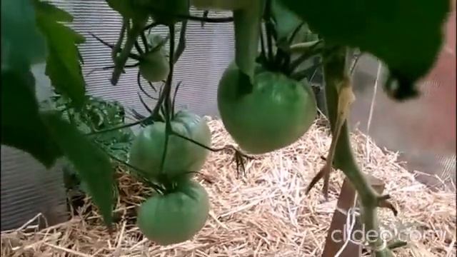 Идеальный сорт для заготовок -Сорт Спринт Таймер