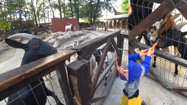 Бахчисарайский парк и зоопарк ЛУЧШЕЕ МЕСТО в Крыму смотреть онлайн