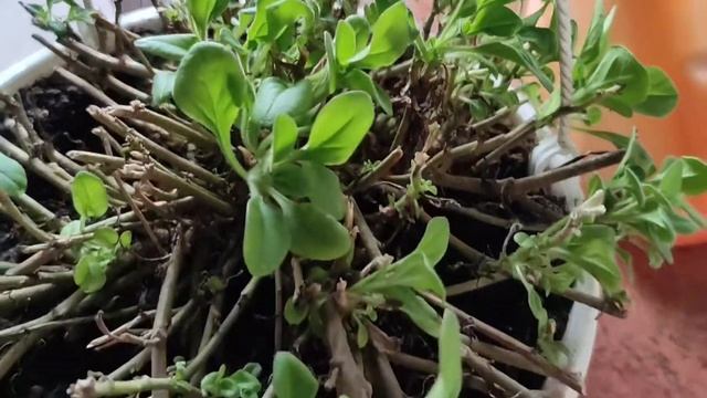 КАК СОХРАНИТЬ ПЕТУНИИ ЗИМОЙ? ЛЕГКО И ПРОСТО!!! смотреть онлайн