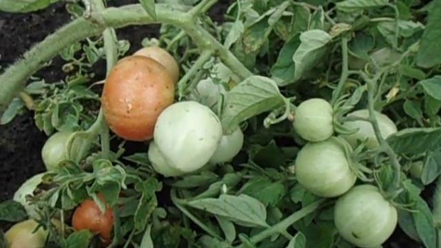 ТОМАТ ЯБЛОКИ НА СНЕГУ - ИДЕАЛЬНЫЙ ВАРИАНТ ДЛЯ ПОЛУЧЕНИЯ РАННЕГО УРОЖАЯ. Ольга Чернова 11 июля. смотреть онлайн